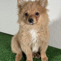 Bella, a female Pomeranian for sale in Houston, TX – Photo 7 of 10