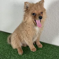 Bella, a female Pomeranian for sale in Houston, TX – Photo 5 of 10