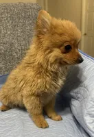 Bella, a female Pomeranian for sale in Houston, TX – Photo 10 of 10