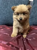 Bella, a female Pomeranian for sale in Houston, TX – Photo 4 of 10