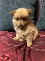 Bella, a female Pomeranian for sale in Houston, TX – Photo 6 of 10