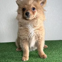 Bella, a female Pomeranian for sale in Houston, TX – Photo 3 of 10