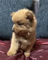 Bella, a female Pomeranian for sale in Houston, TX – Photo 5 of 10