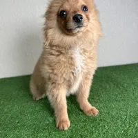 Bella, a female Pomeranian for sale in Houston, TX – Photo 9 of 10