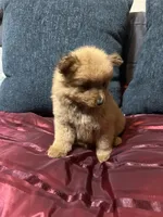 Bella, a female Pomeranian for sale in Houston, TX – Photo 7 of 10