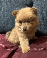 Bella, a female Pomeranian for sale in Houston, TX – Photo 2 of 10