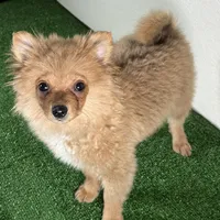 Bella, a female Pomeranian for sale in Houston, TX – Photo 8 of 10