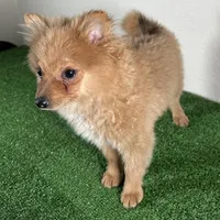 Bella, a female Pomeranian for sale in Houston, TX – Photo 4 of 10