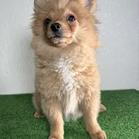 Bella, a female Pomeranian for sale in Houston, TX – Photo 2 of 10