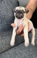 Pug 3, a female Pug for sale in Houston, TX – 4 of 6
