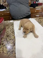 Orange, a male Golden Retriever for sale in Baton Rouge, LA – Photo 2 of 10