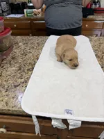 Orange, a male Golden Retriever for sale in Baton Rouge, LA – Photo 5 of 10