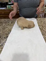 Orange, a male Golden Retriever for sale in Baton Rouge, LA – Photo 3 of 10