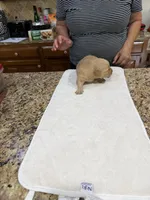 Orange, a male Golden Retriever for sale in Baton Rouge, LA – Photo 4 of 10