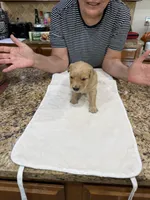 Orange, a male Golden Retriever for sale in Baton Rouge, LA – Photo 6 of 10