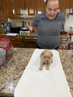 Orange, a male Golden Retriever for sale in Baton Rouge, LA – Photo 8 of 10