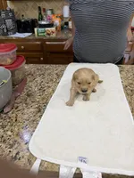 Orange, a male Golden Retriever for sale in Baton Rouge, LA – Photo 10 of 10