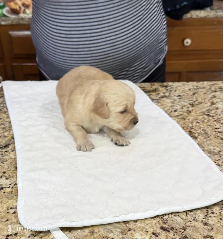 Orange – Golden Retriever puppy for sale in Baton Rouge, LA