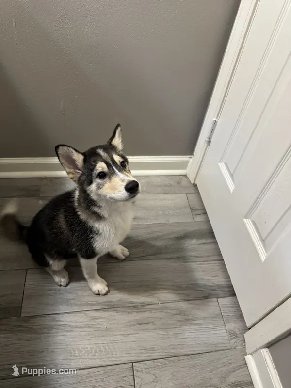 Gizmo – Shiba Inu, Pomsky puppy for sale in Houston, TX