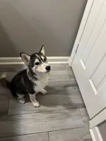 Gizmo, a male Shiba Inu and Pomsky for sale in Houston, TX – 1 of 5