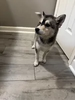 Orion, a male Shiba Inu and Pomsky for sale in Houston, TX – 2 of 3