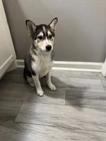 Gizmo, a male Shiba Inu and Pomsky for sale in Houston, TX – 4 of 5