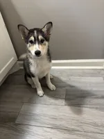 Gizmo, a male Shiba Inu and Pomsky for sale in Houston, TX – 2 of 5