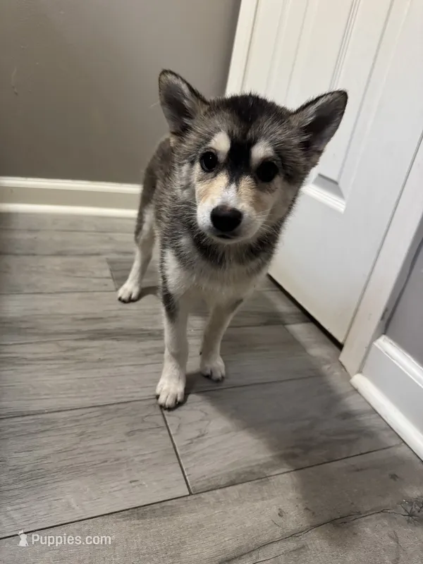 Orion – Shiba Inu, Pomsky puppy for sale in Houston, TX