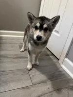 Orion, a male Shiba Inu and Pomsky for sale in Houston, TX – 1 of 3