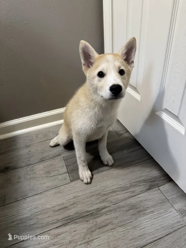 Loki – Shiba Inu, Pomsky puppy for sale in Houston, TX
