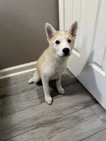 Loki, a male Shiba Inu and Pomsky for sale in Houston, TX – 1 of 2