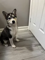 Gizmo, a male Shiba Inu and Pomsky for sale in Houston, TX – 5 of 5