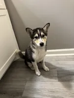 Gizmo, a male Shiba Inu and Pomsky for sale in Houston, TX – 3 of 5