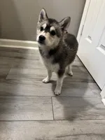 Orion, a male Shiba Inu and Pomsky for sale in Houston, TX – 3 of 3