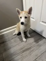 Loki, a male Shiba Inu and Pomsky for sale in Houston, TX – 2 of 2