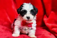 Jett, a male Yorkshire Terrier and Poodle - Toy  for sale in Fort Scott, KS – 2 of 2