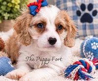 Stella! You can come for pickup today! , a female Cavalier King Charles Spaniel and Poodle - Miniature  for sale in Fort Scott, KS – 2 of 2