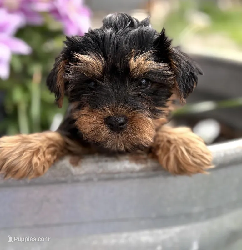 Maverick  – Yorkipoo puppy on hold in Fort Scott, KS