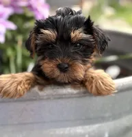 Maverick , a male Yorkipoo for sale in Fort Scott, KS – 1 of 1
