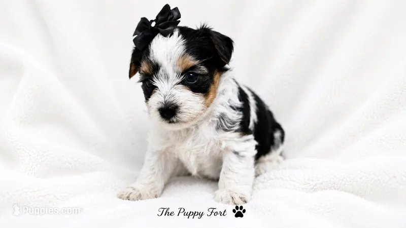 Charlie – Yorkshire Terrier puppy for sale in Fort Scott, KS
