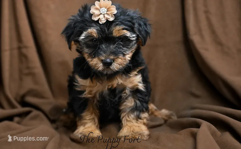 chloe – Yorkshire Terrier puppy for sale in Fort Scott, KS