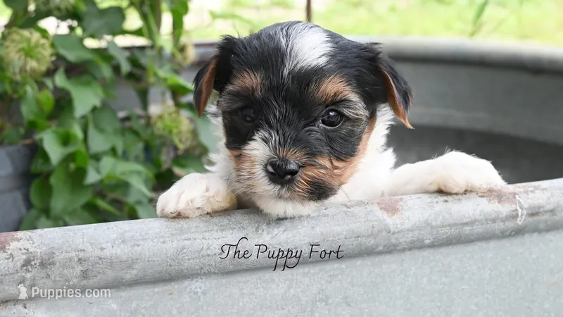 Grogu – Yorkshire Terrier puppy for sale in Fort Scott, KS