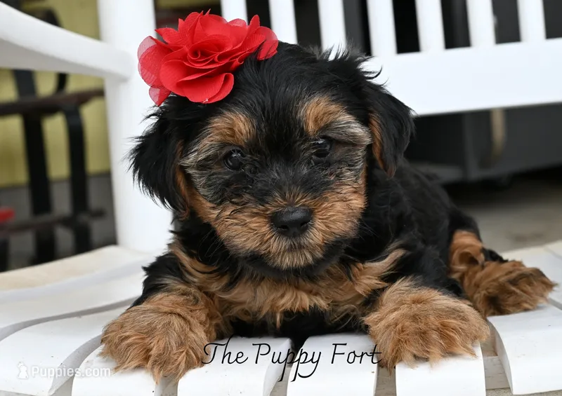chloe – Yorkshire Terrier puppy for sale in Fort Scott, KS