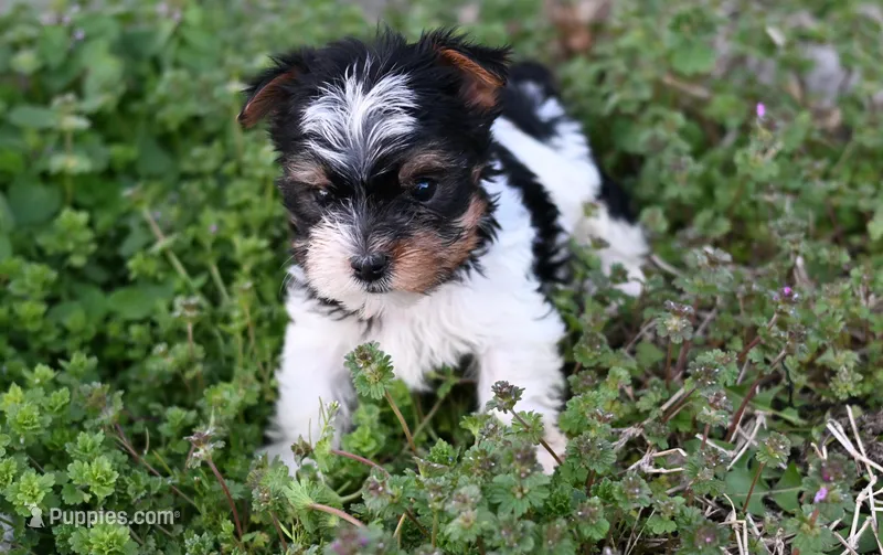 Kody-shipping included  – Yorkshire Terrier puppy for sale in Fort Scott, KS