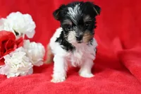 Kody, a male Yorkshire Terrier for sale in Fort Scott, KS – Photo 1 of 2