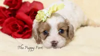 Anna, a female Cavalier King Charles Spaniel and Poodle - Miniature  for sale in Fort Scott, KS – 2 of 2