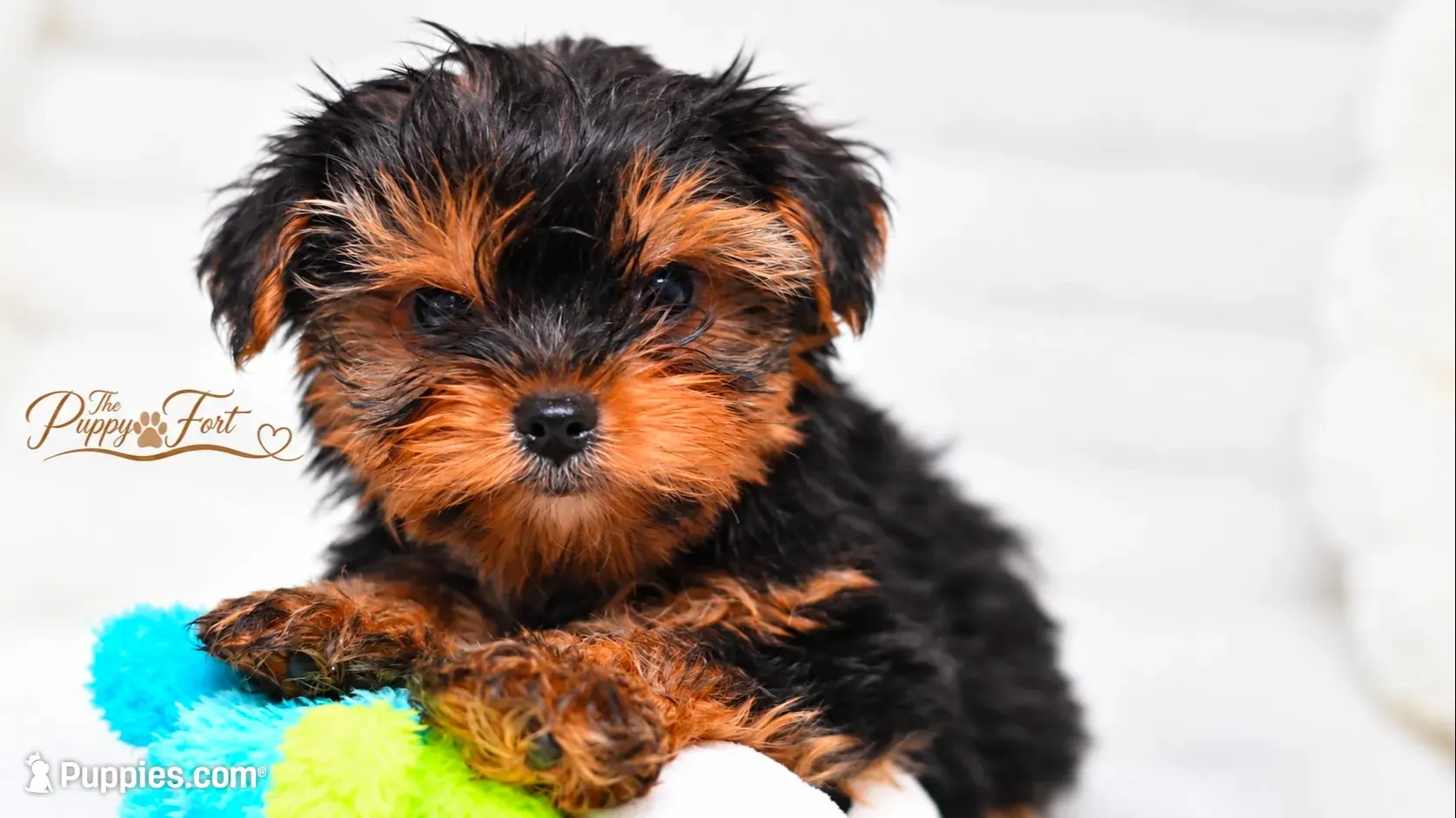 Bear-Toy, a male Yorkshire Terrier for sale in Fort Scott, KS – 2 of 3