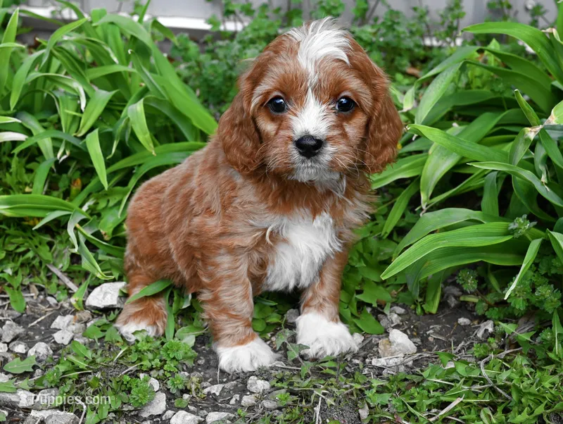 Jax – Cavalier King Charles Spaniel, Poodle - Miniature  puppy for sale in Fort Scott, KS