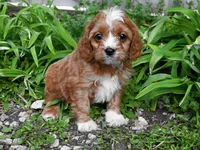 Jax-shipping included, a male Cavalier King Charles Spaniel and Poodle - Miniature  for sale in Fort Scott, KS – Photo 1 of 2