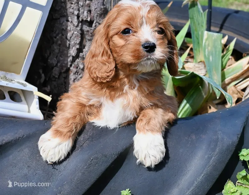 Jax-shipping included – Cavalier King Charles Spaniel, Poodle - Miniature  puppy for sale in Fort Scott, KS